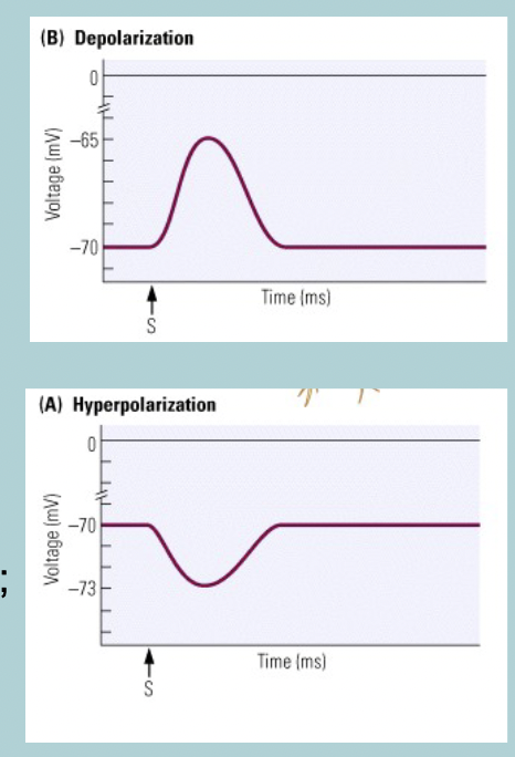 <p>LESS difference between the inside and outside, thus, neuron is LESS negative&nbsp;</p>