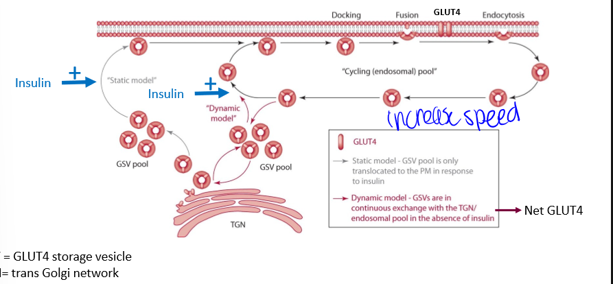 <p>just know it dont memorize it</p>
