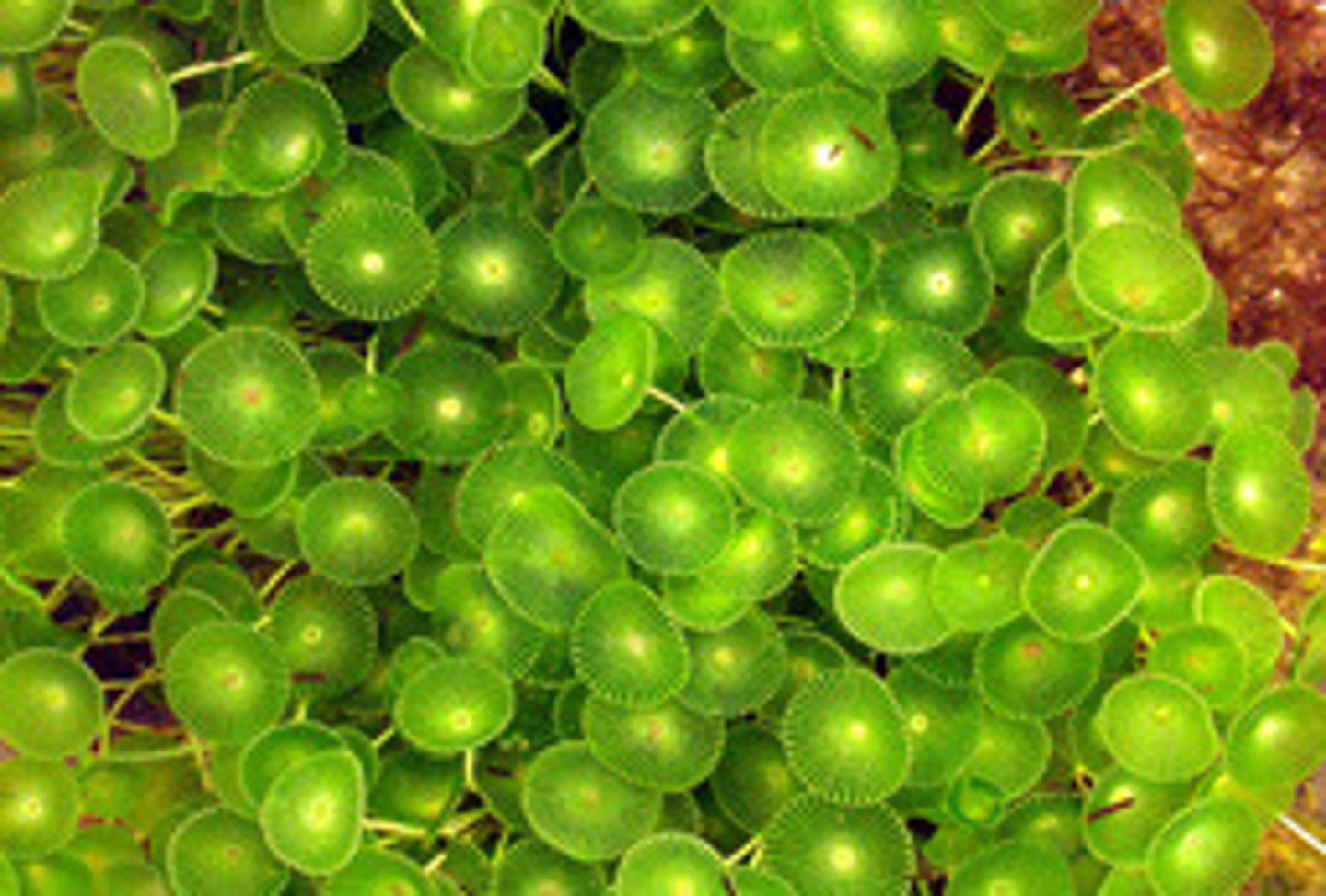 <p>Acetabularia calyculus</p>