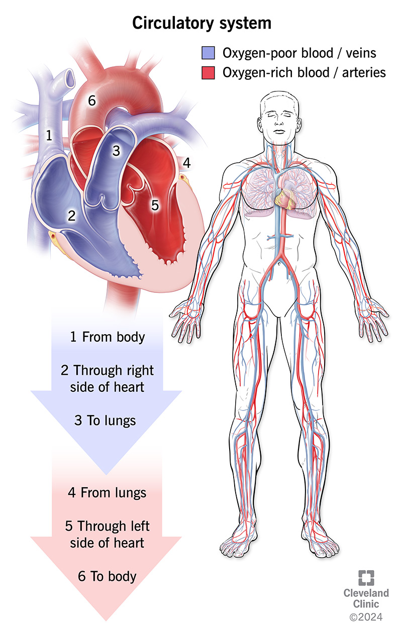 <p><strong>Circulatory System</strong> - Transport network, comprises of the cardiovascular system and the lymphatic system</p>