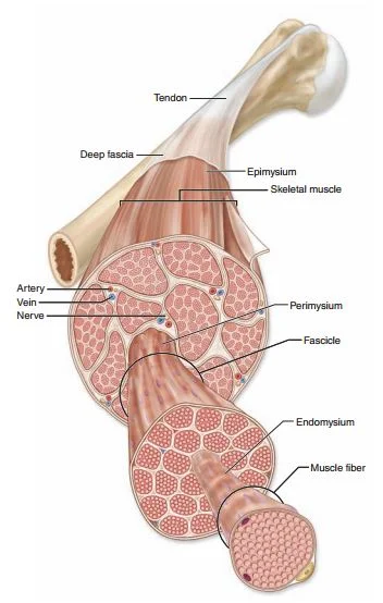 <p>epimysium (whole muscle), perimysium (bundles of fibers), and endomysium (single muscle fiber)</p><p>surrounds your musculoskeletal system. It covers your muscles, bones, tendons, cartilage, nerves and blood vessels; layer of dense connective tissue that can surround individual muscles and groups of muscles to separate into fascial compartments.</p>