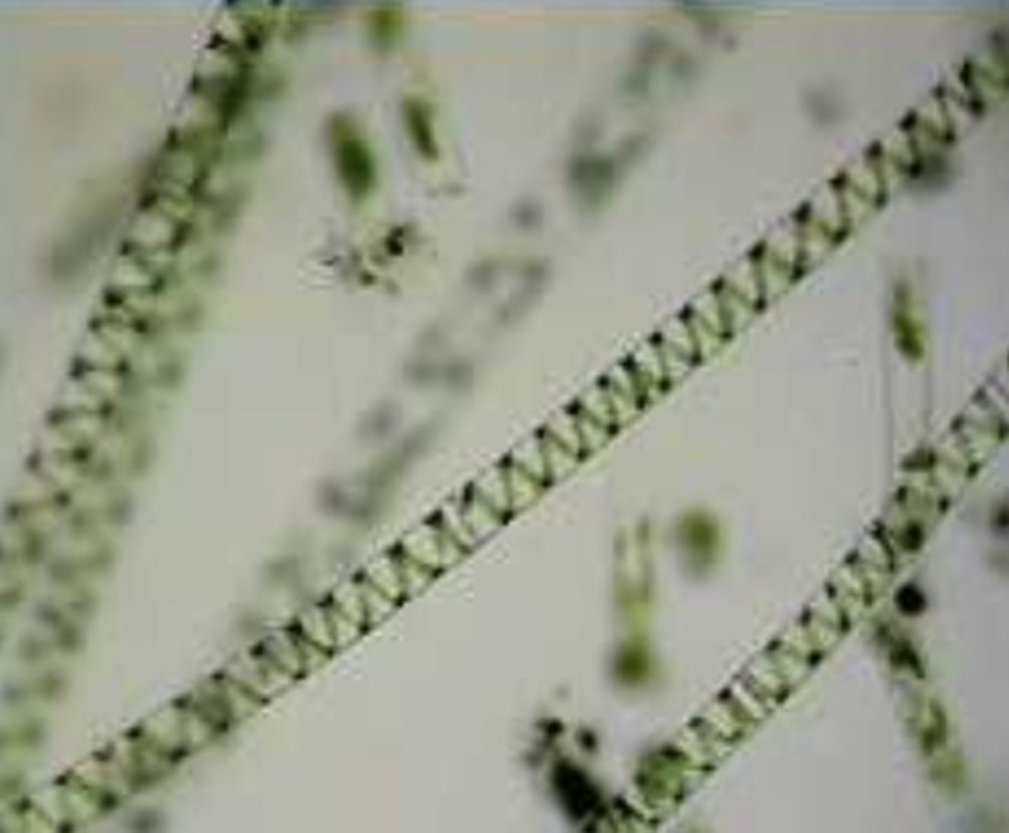 <p>green photosynthetic algae</p>
