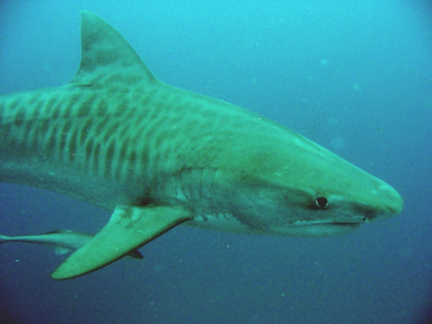 <p>Requiem Sharks</p>