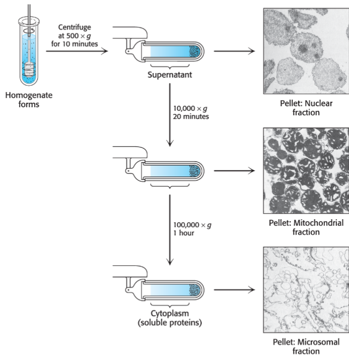 <ul><li><p>choosing correct cell/tissue source is important for obtaining adequate quantity and quality of sample</p></li><li><p>purifying intracellular proteins require lysing cell to generate crude extract consisting of mixture of proteins and cellular contents</p></li><li><p>centrifugation can be used to produce a supernatant of soluble materials and pellet other large organelles/insoluble precipitants</p></li><li><p>molecular bio can also be used to genetically engineer your protein of interest</p></li></ul>