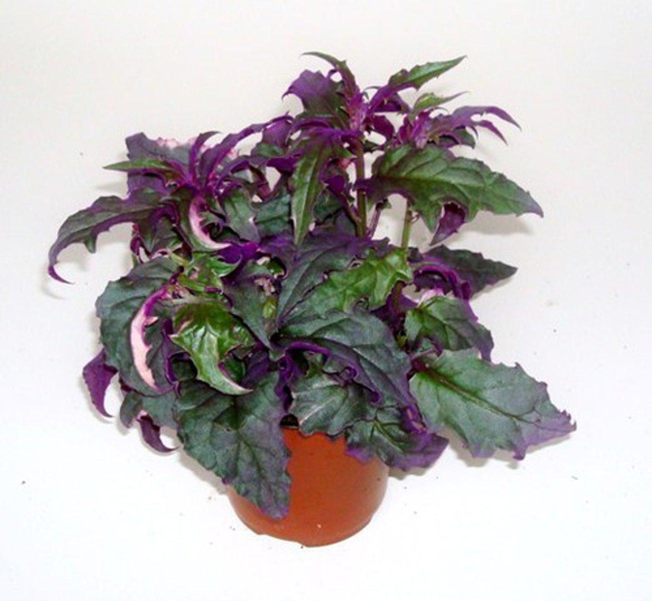 <p>Purple Passion Vine</p>