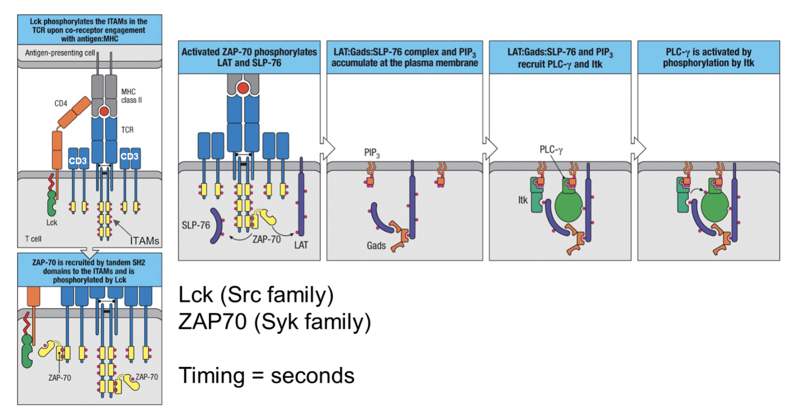<ol><li><p><strong>Initial Activation:</strong> Lck (a Src family kinase) phosphorylates ITAMs in the TCR complex upon engagement with the MHC</p><p>complex.</p></li><li><p><strong>ZAP-70 Recruitment:</strong> ZAP-70 (a Syk family kinase) is recruited to the phosphorylated ITAMs through its SH2 domains and is activated by phosphorylation from Lck.</p></li><li><p><strong>Formation of LAT Complex:</strong> Activated ZAP-70 phosphorylates adaptor proteins LAT and SLP-76, leading to the formation of a LAT:Gads</p><p>complex.</p></li><li><p><strong>PIP₃ Accumulation:</strong> This complex, along with PIP₃, recruits PLC-γ and Itk to the plasma membrane.</p></li><li><p><strong>PLC-γ Activation:</strong> PLC-γ is activated through phosphorylation by Itk, initiating further downstream signaling pathways.</p></li></ol><p><strong>Timing:</strong> The process occurs within seconds.</p>