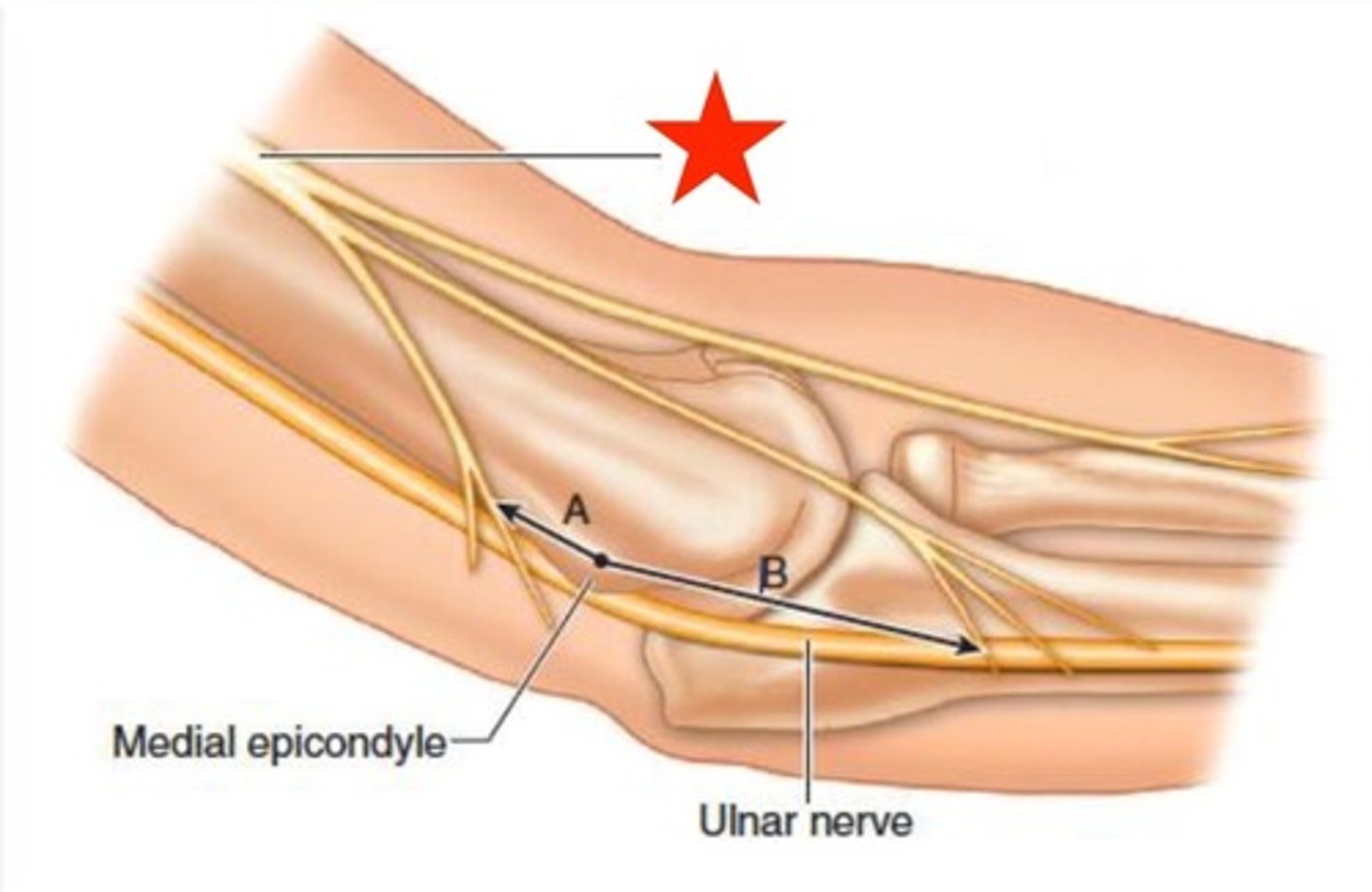 <p>What structure is shown?</p>