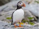 <p>Family: Alcidae</p>