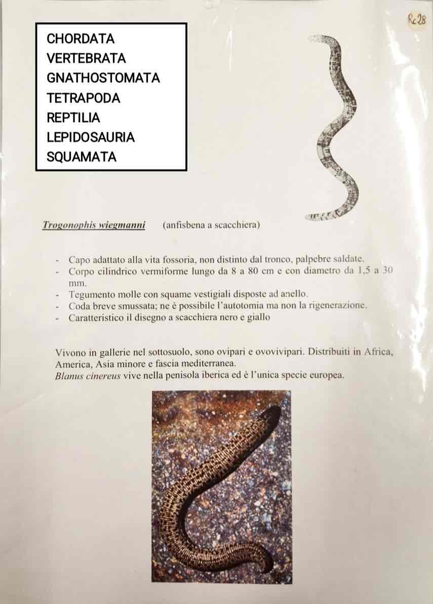 <p>Cordati</p><p>Vertebrati</p><p>Gnatostomi</p><p>Rettili</p><p>Lepidosauri</p><p>Squamata</p><p>Trogonophis wiegmanni (anfisbena a scacchiera)</p>