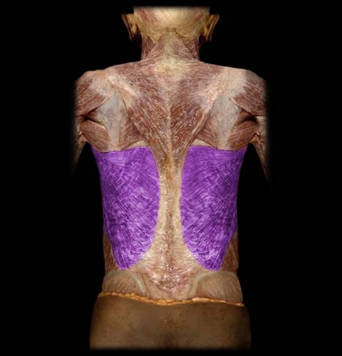 <p>extends, adducts, and medially rotates humerus - thoracodorsal nerve</p><p>allows you to do pull ups</p>