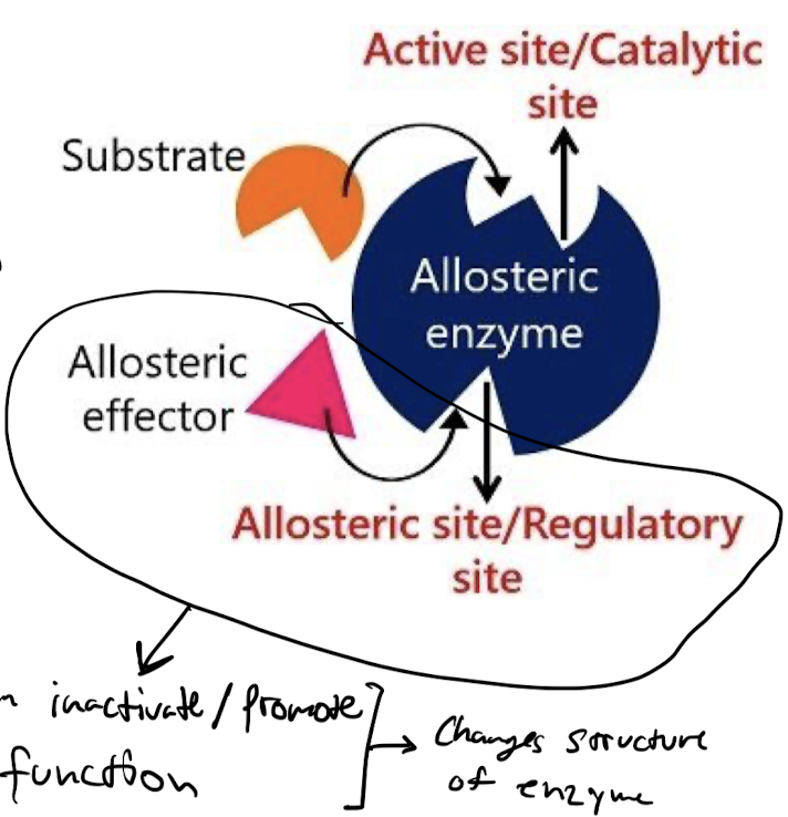 Enzymes regulated by feedback regulation have two binding sites:

* Active site: binds to substrate
* Regulatory site: binds to regulatory molecule
  * Regulatory molecules control the function of the enzyme by conformational change in the protein.