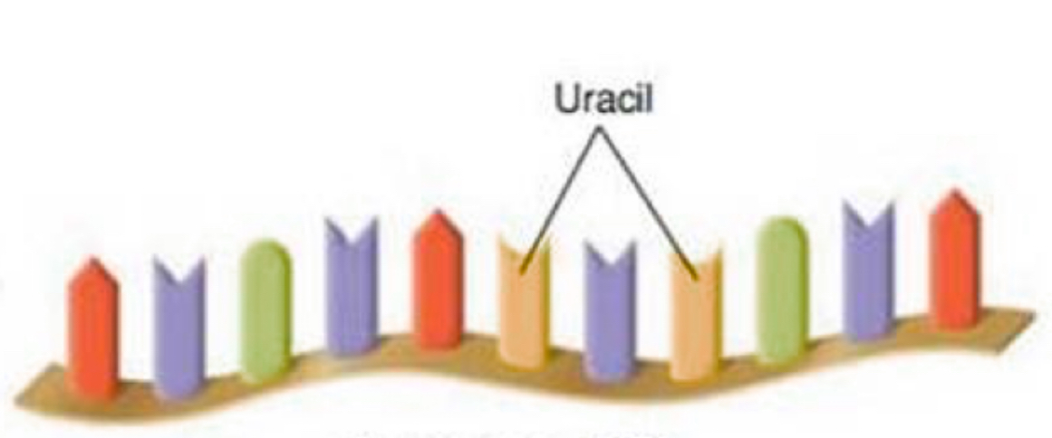 <p>mRNA (messenger)</p>