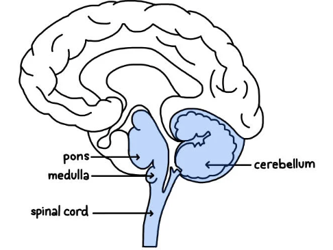 <p>what major division of the brain is the highlighted area </p>