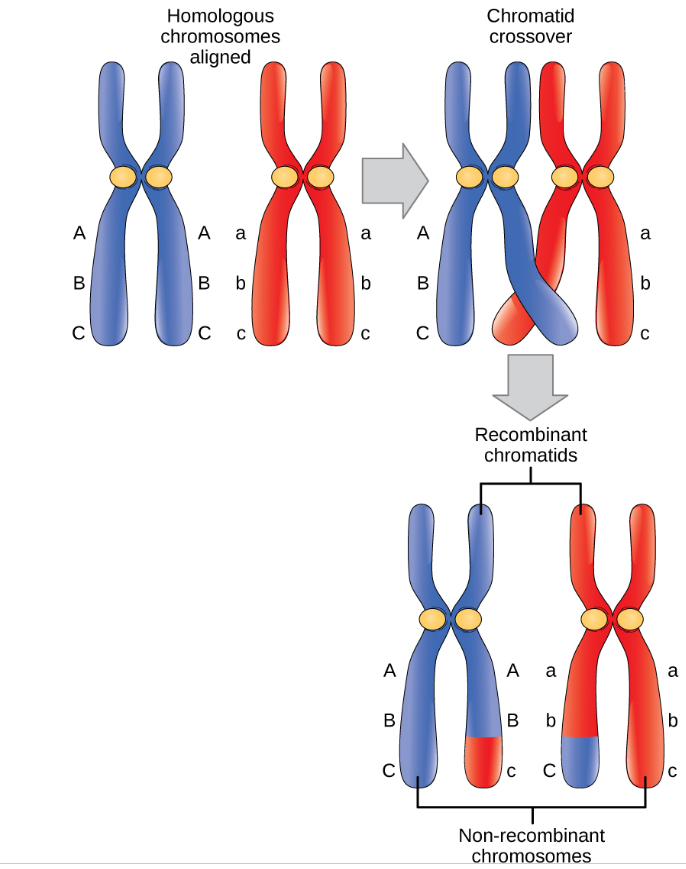 <p>the exchange of DNA between homologous chromosomes during Prophase I, creating genetic diversity</p>