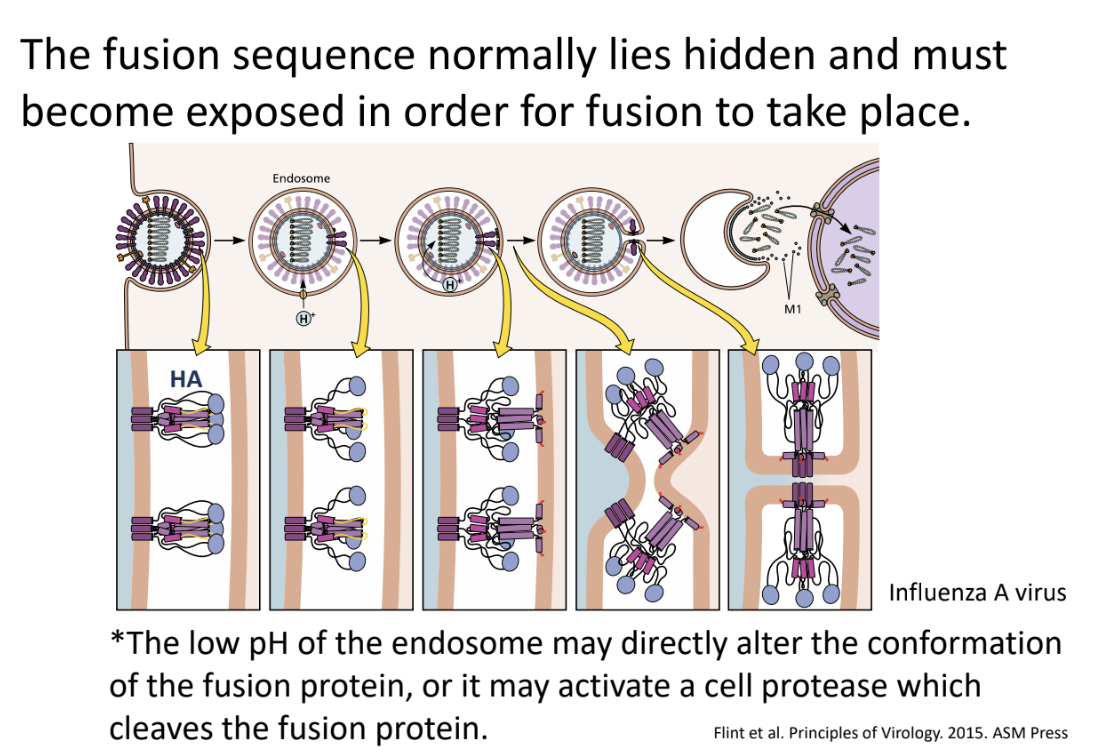<ul><li><p><strong>Low pH of endosome</strong> can <u>directly alter conformation of fusion protein</u> OR</p></li><li><p>it may activate a <strong>cell protease </strong>that <u>cleaves the fusion protein</u></p></li></ul><p></p>