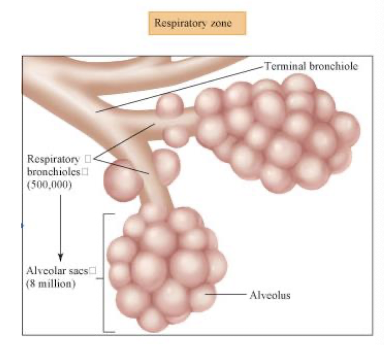 <ul><li><p>bronchioles</p></li><li><p>alveolar ducts</p></li><li><p>alveolli</p></li></ul><p></p>