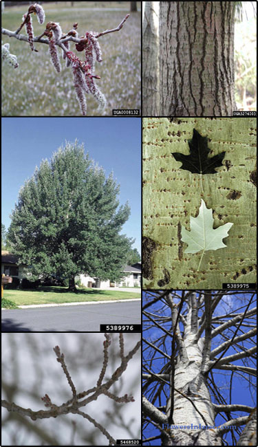 <p><strong>The bark is pale grey with lines of black diamond-shaped lenticels</strong></p><p><strong>Twigs are white, and young twigs have a covering of dense white hair</strong></p><p><span style="font-family: Google Sans, Roboto, arial, sans-serif; color: rgb(32, 33, 36)">leaves are </span><strong>three to five lobes, long and almost as long as broad</strong></p>