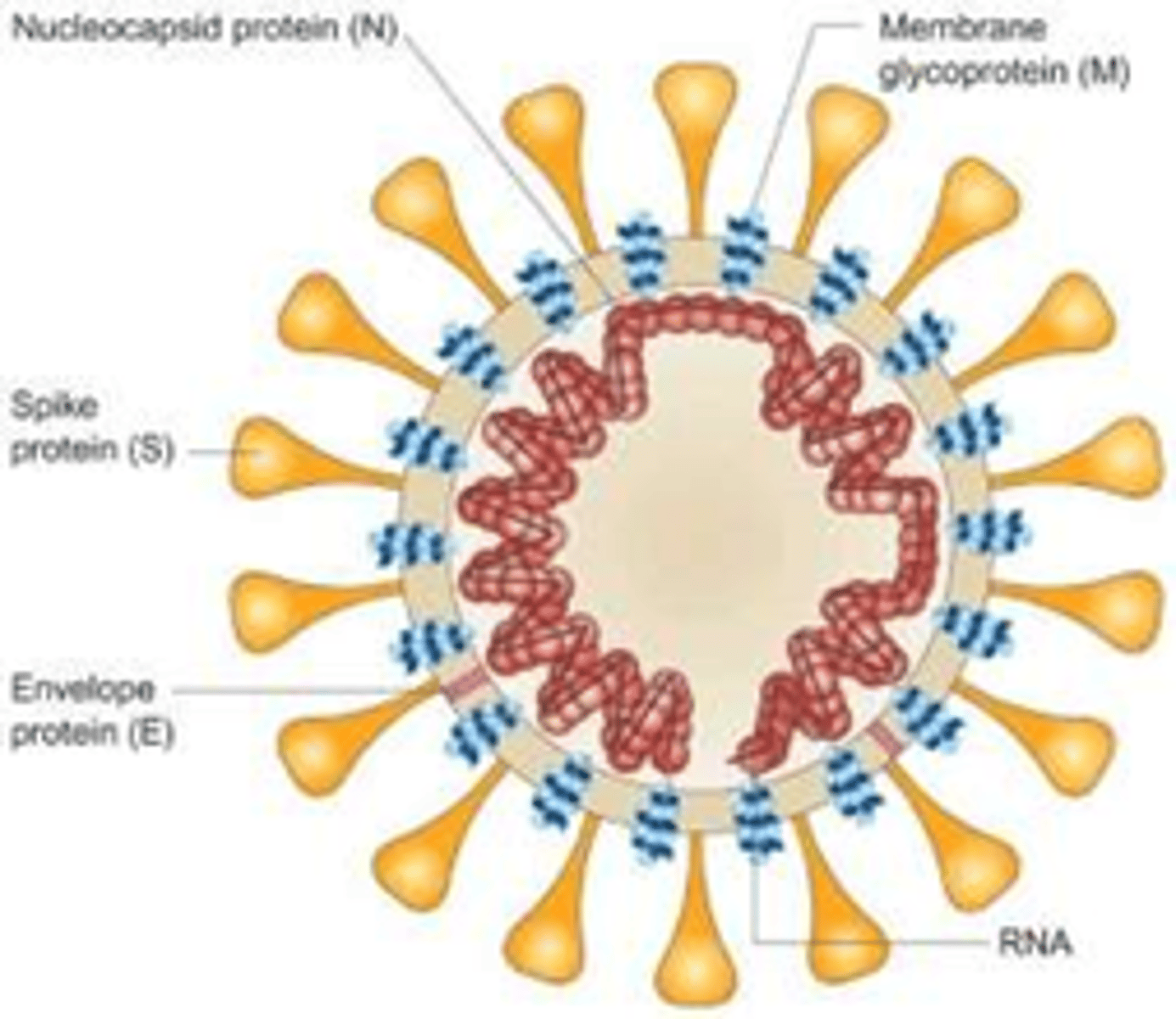 <p>Enveloped</p><p>Linear +ssRNA</p><p>Uses host receptors to translate mRNA</p>