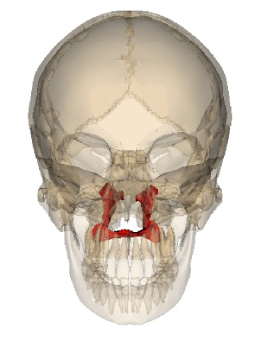 <p>-L shaped bones with orbital process and horizontal plate -Articulates with maxilla</p>