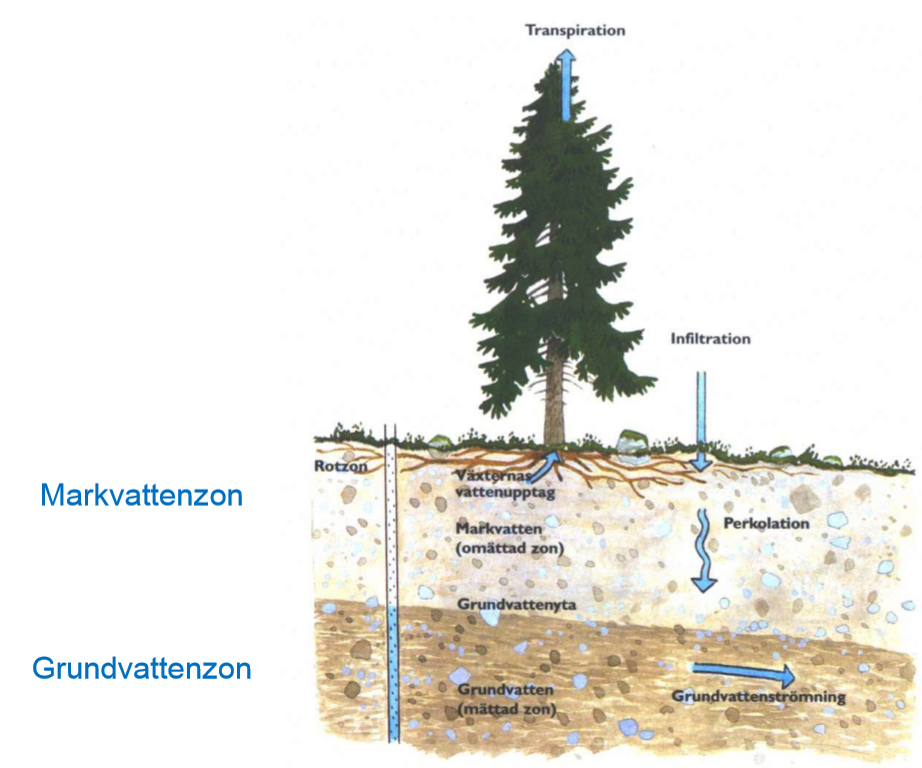 <p><strong>Markvattenzonen (omättad zon)</strong>:</p><ul><li><p>Ligger <strong>ovanför grundvattenytan</strong>.</p></li><li><p>Porerna i jorden innehåller <strong>både luft och vatten</strong>.</p></li><li><p>Vattnet hålls kvar av kapillärkrafter och används av växter (växttillgängligt vatten).</p></li></ul><p><strong>Grundvattenzonen (mättad zon)</strong>:</p><ul><li><p>Ligger <strong>under grundvattenytan</strong>.</p></li><li><p>Porerna är <strong>helt fyllda med vatten</strong>.</p></li><li><p>Vattnet rör sig långsamt som grundvattenströmning mot lägre områden.</p></li></ul><p>Kort sagt: markvattenzonen är delvis vattenfylld, medan grundvattenzonen är helt mättad.</p>