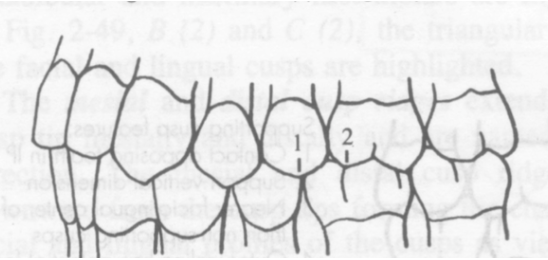 <p><span><strong>Triangular ridges</strong> of the <u>buccal cusps</u> of  mx molars → <strong>buccal grooves</strong> of the mn molars</span></p>