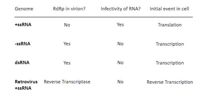 • Ambisense viruses have genomes that are partially positive-sense and \n partially negative-sense \n • Arenaviruses (such as Lassa virus or lymphocytic choriomeningitis \n virus) \n • Ambisense viruses are still considered with -ssRNA viruses because \n the positive-sense portion of their genomes is not directly \n translatable