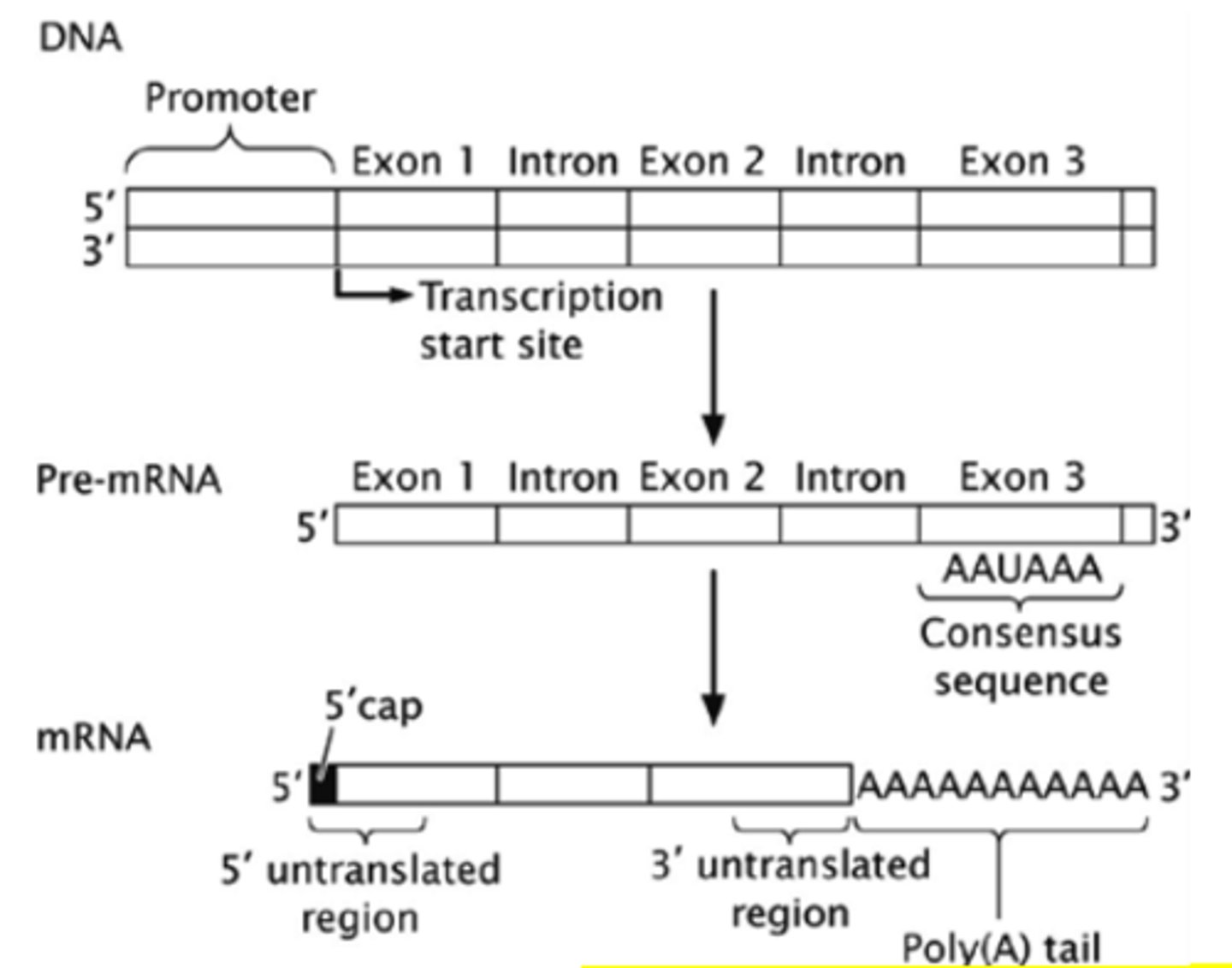 <p>newly transcribed and non-edited mRNA (still contains introns)</p>