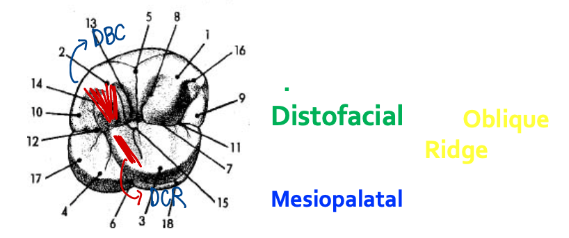 <p>What forms the oblique ridge?</p>