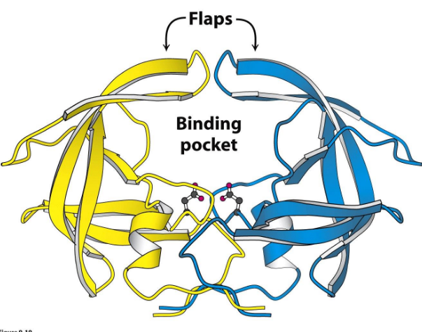 <p>Dimeric “Aspartyl Protease”, two identical subunits w/ active site ASP residues, flaps close and structure rigifies, major drug target of anti virals</p>