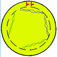 Nuclear Membrane dissolves 
Chromatin condenses in chromosomes
*animal cell only* Centrioles start to move to poles (equator)
Spindle fibres start to form
Labels; Chromosomes, Centrioles