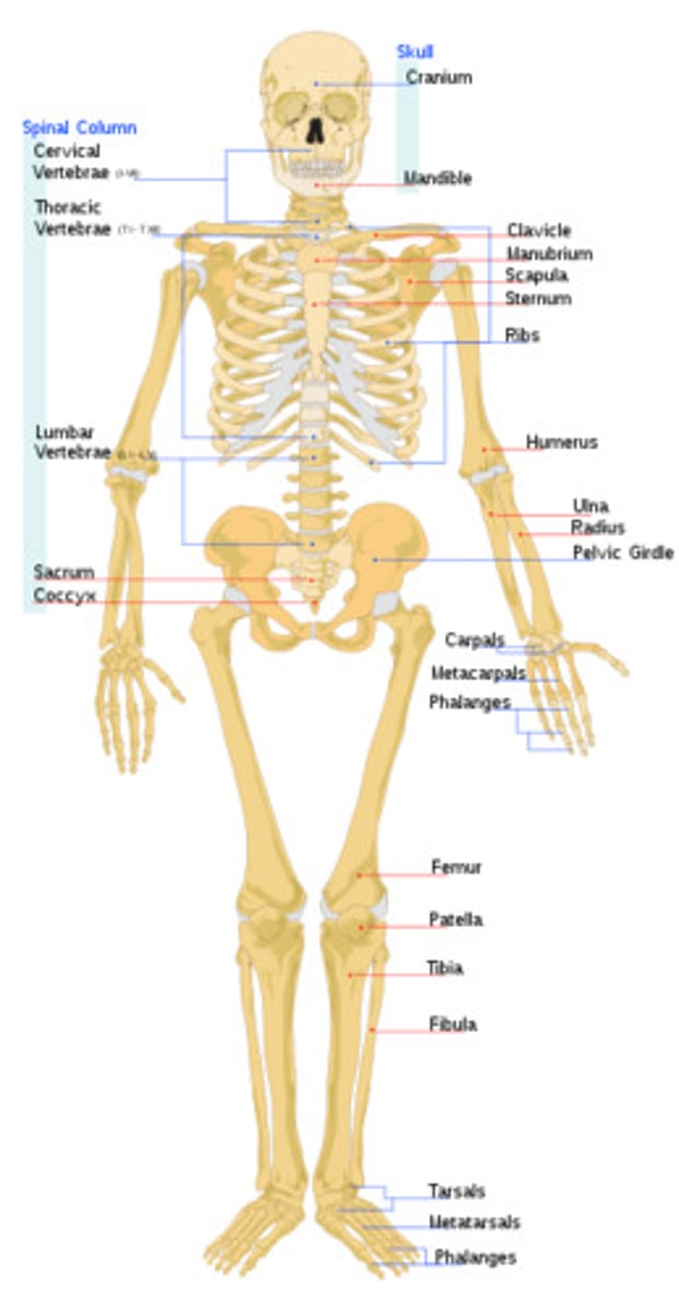 <p>consists of the axial and appendicular skeleton<br>(protects and supports tissues; stores minerals and forms blood cells)</p>