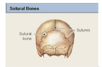 <p>Sutural bones consist of oddly shaped bones inserted between flat bones of skull. Structurally they are flat bones. </p>