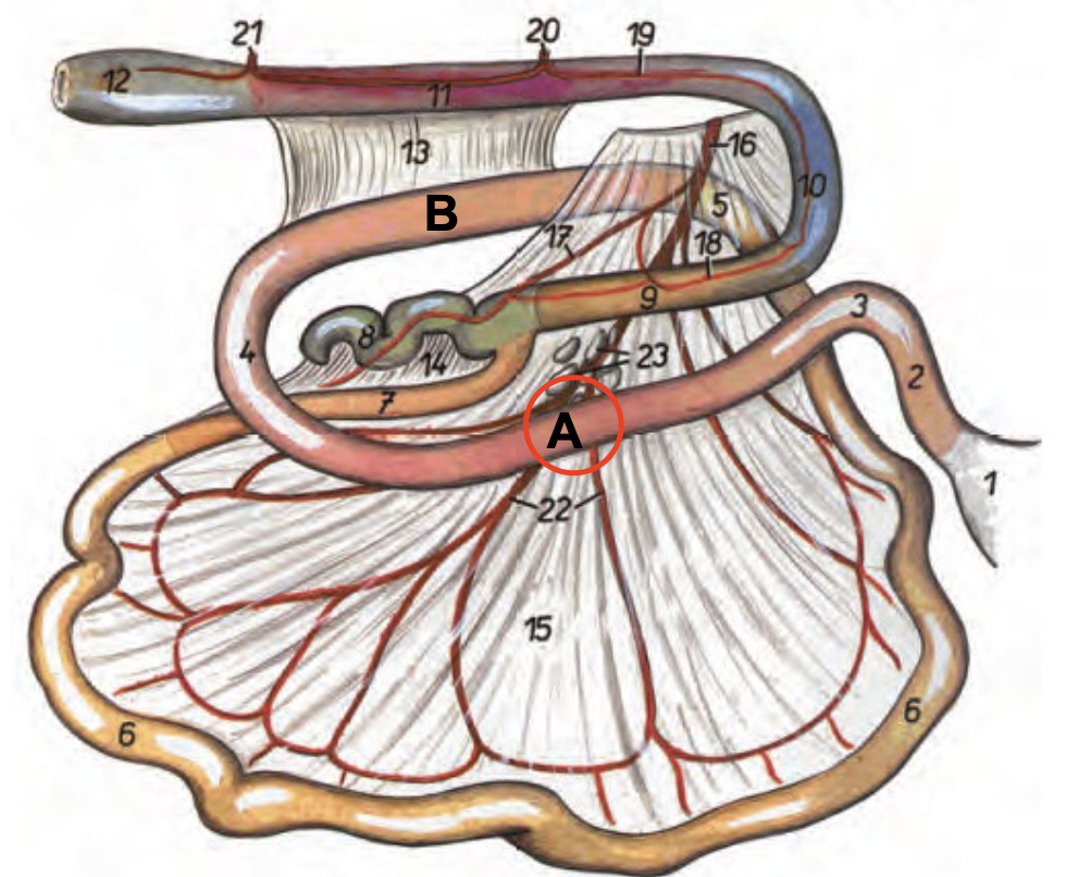 <p>Bakåtgående del av duodenum</p>