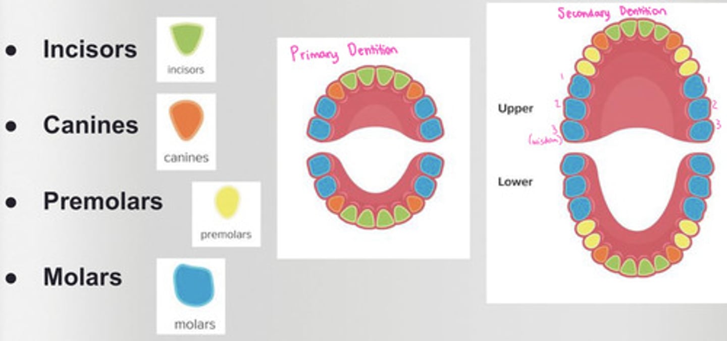 <p>6 maxillary</p><p>6 mandibular</p>