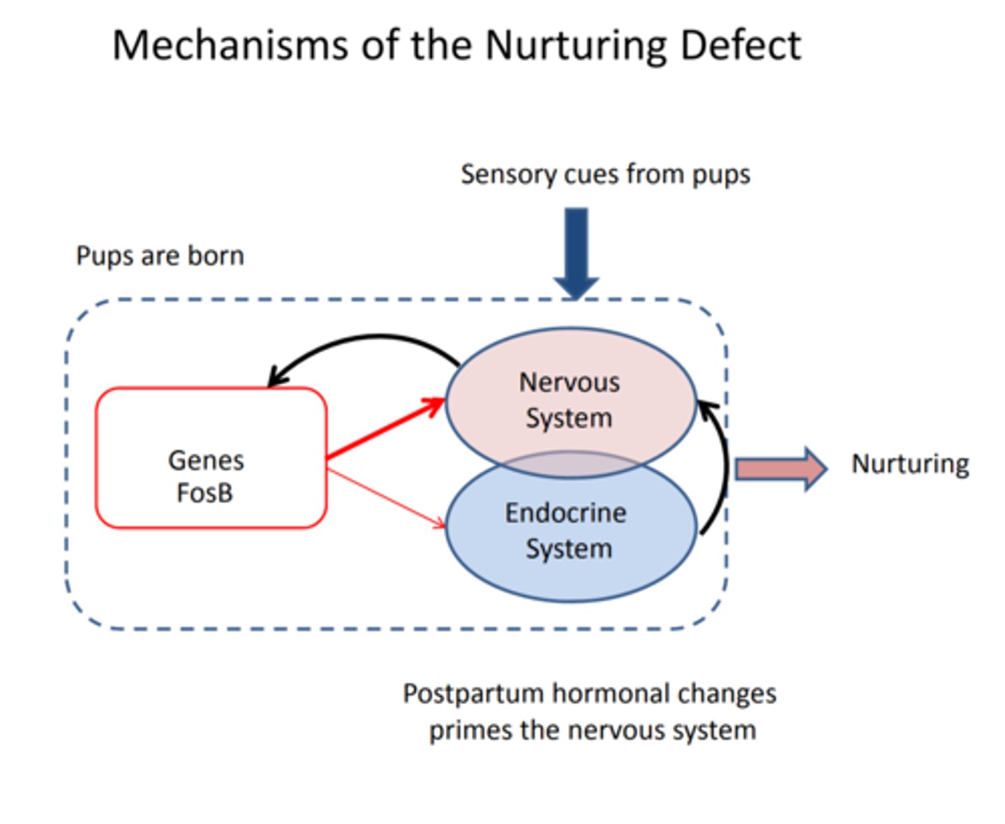 <p>maternal behavior in mice is dependent on the presence of a gene called fosB. the result is a change in the neural circuitry which manifests itself in maternal nurturing. mice that do not engage in this behavior lack the fosB alleles and will not retrieve their young when separated</p>