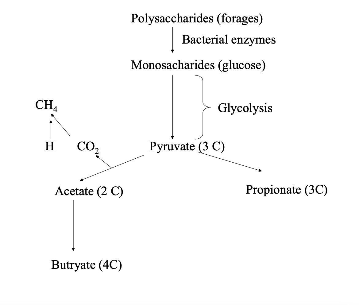 <p>Microorganism + Glucose = VFA/Lactate/alcohol + CO2</p><p>Process of transforming carbohydrates(sugars and starches) into alcohol and CO2 or organic acids through yeast, bacteria, or a combination of the two. </p>