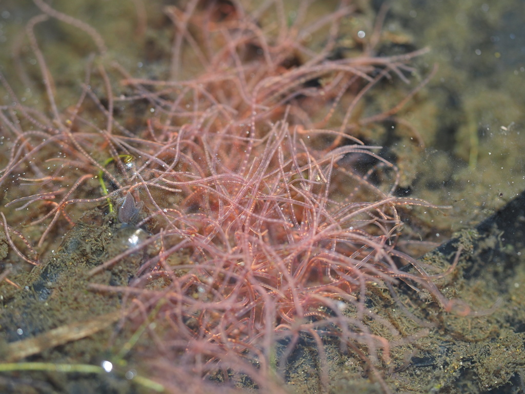 <p>Kmeň: Annelida (obrúčkavce)<br>Trieda: Clitellata (opaskovce)<br>Podtrieda: Oligochaeta (máloštetinavce)</p>