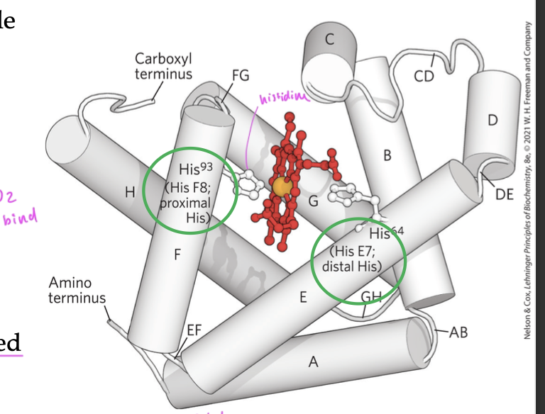 <ul><li><p>two polar His residues interact with the heme group</p></li><li><p>His E7 (distal) sterically inhibits CO from binding to the heme and controls the shape of the O2 binding site so that the O2 does not bind bind perpendicularily</p><ul><li><p>since CO also wants to bind to the Fe 2+ of the heme, His E7 forces ligands to bind at an angle, so that O2 can bind better than CO (even though CO binds much better to a free heme)</p></li></ul></li><li><p>His F8 (proximal) always bind to one coordination site of the heme group</p></li></ul><p></p>