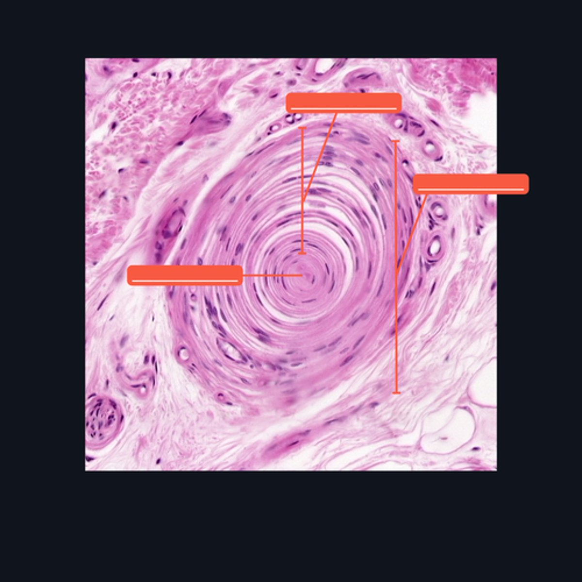 <p>Identify the pointed structures.</p>