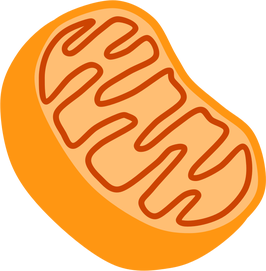 <p>generate most of the chemical energy needed to power the cell&apos;s biochemical reactions</p>