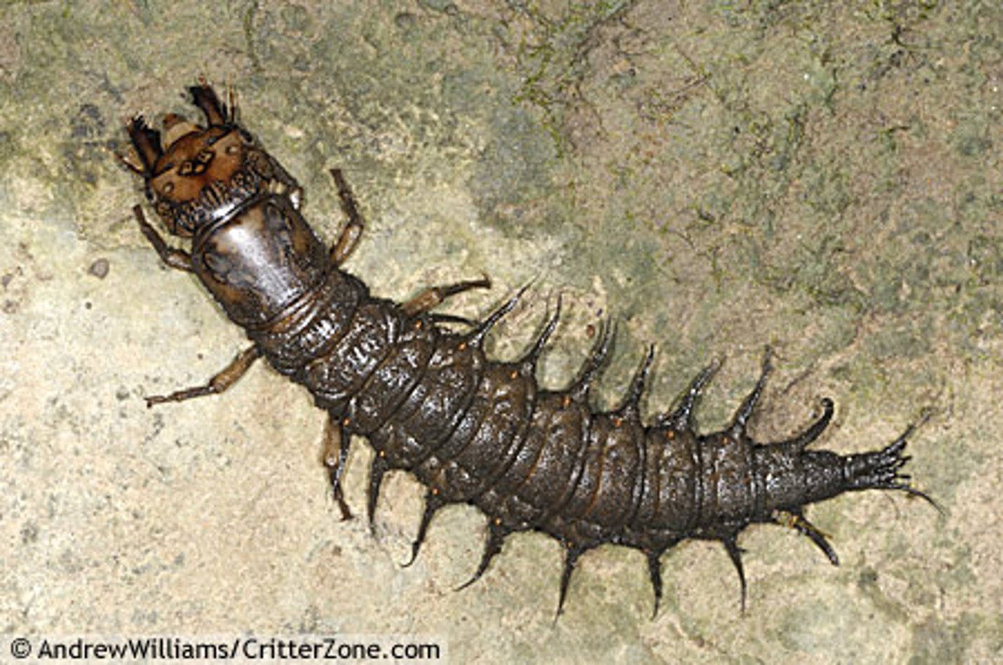 <p>Species that serve as early warnings that a community or ecosystem is being degraded. Also a species that indicates whether or not disease-causing pathogents are likely to be present.</p>