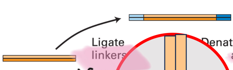 <p>Ligate linkers</p>