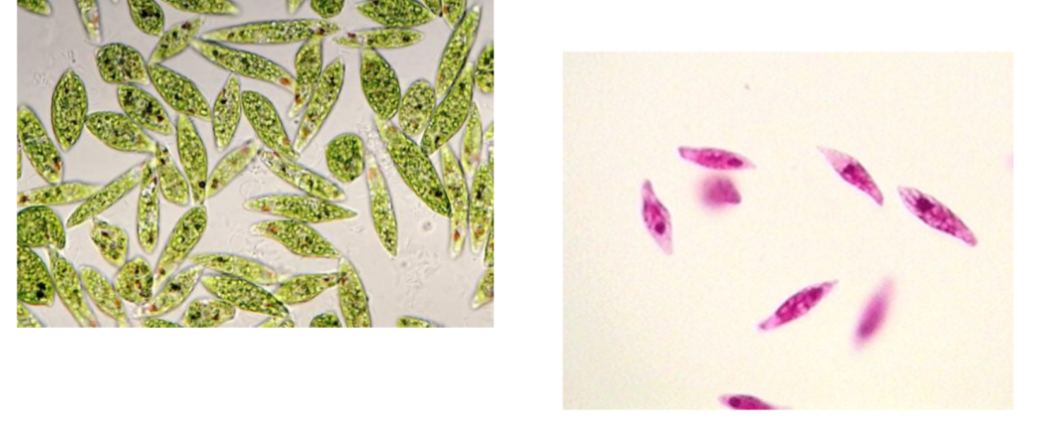 <p>What is the name of this organism?</p>