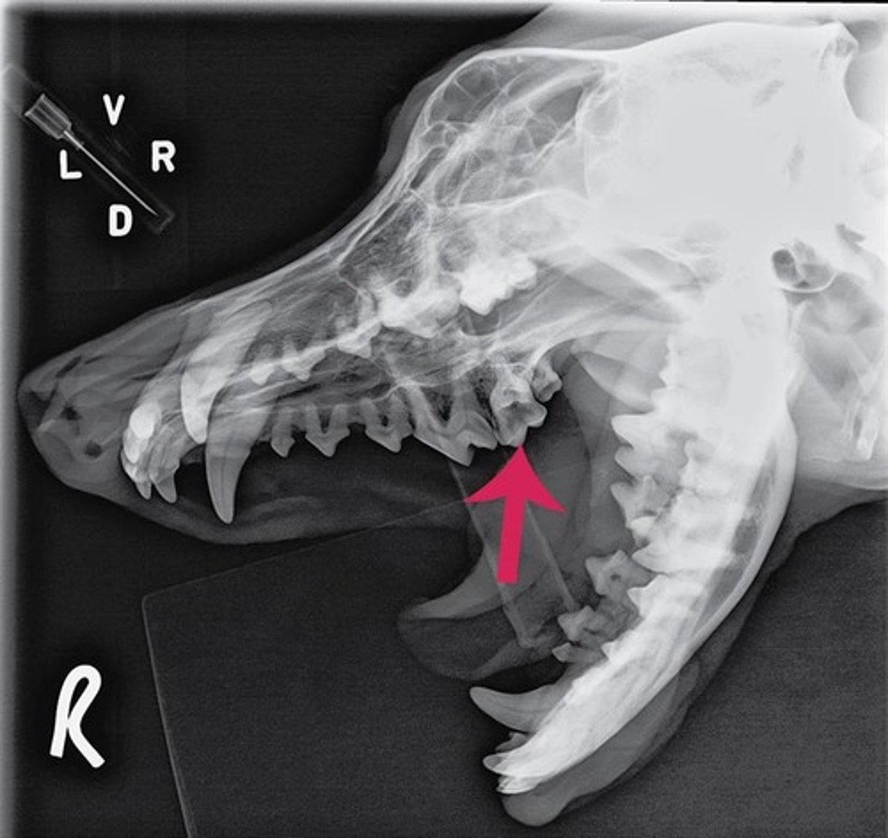 <p>Identify the type of tooth indicated by the arrow.</p>