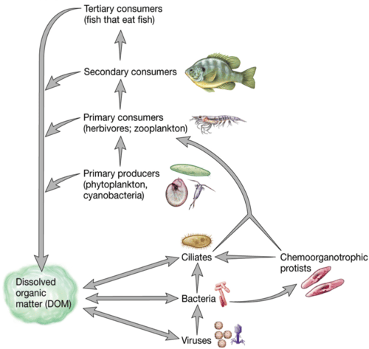 <p>a cycle of production and consumption of glucose carried on by extremely small aquatic organisms</p><p>- Heterotrophic bacteria promote energy flow through the ecosystem by feeding on dissolved organic material that cannot be digested /utilized by other organisms</p>
