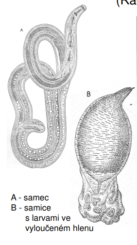 <p>Heterodera schachtii - háďátko řepné (na obrázku)</p><p>Anguina tritici - háďátko pšeničné</p>