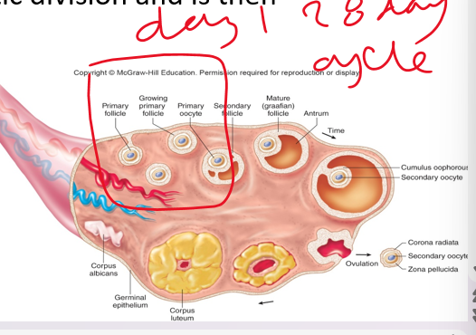 <p>•Oocyte or Eggs exist in follicles in the ovaries</p><p>•Begin as primordial follicles surrounded by <strong><em>________ cells</em></strong></p><p>•Granulose cells differentiate into layers</p><p>•Influenced by FSH (cause)</p><p>•At a point during the cycle one dominant follicle continues to develop (day 1-14) , others regress (becomes egg)</p><p>•The oocyte undergoes a first meiotic division and is then called a <strong><em>secondary oocyte (day 14)</em></strong></p>