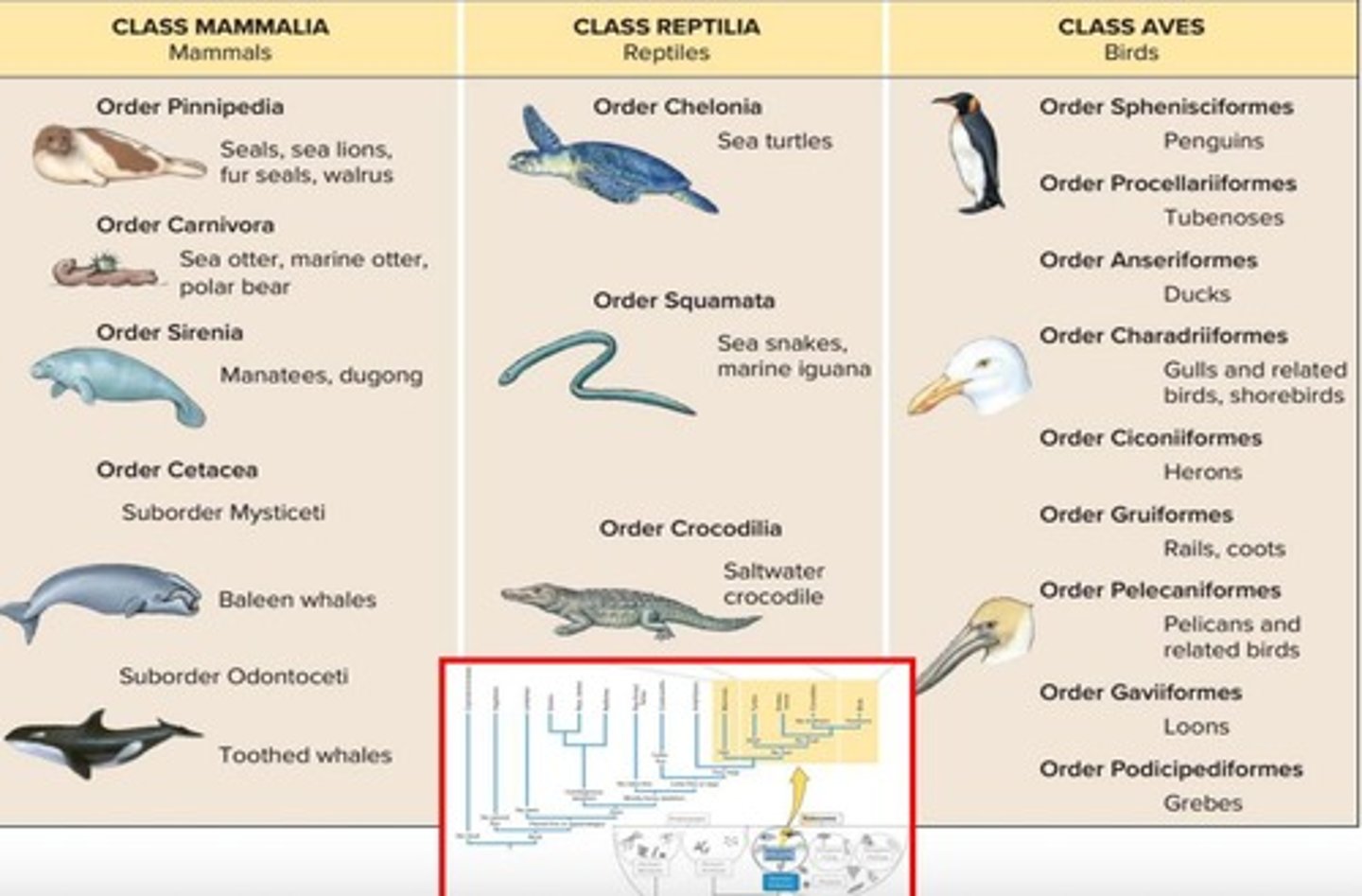 <p>Mammals have hair, while reptiles and birds do not.</p>
