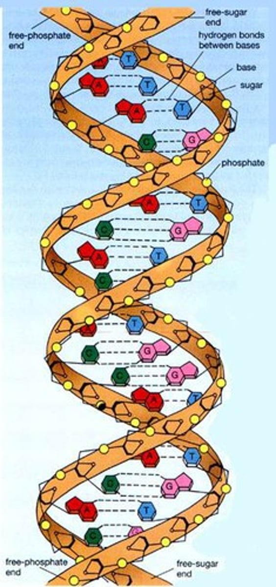<p>What molecule does this picture represent?</p>
