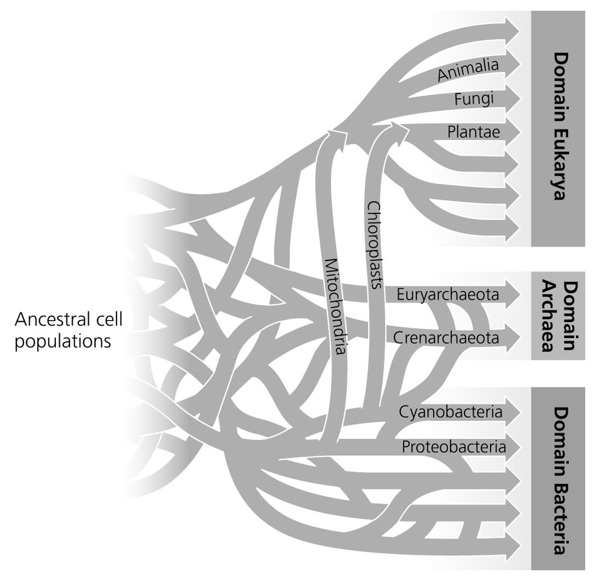 Based on this phylogenetic tree that depicts the origins of life and the three domains, which domains of life have experienced horizontal gene transfer?

A. All three of them

B. Archaea and Bacteria only

C. Archaea and Eukarya only

D. Bacteria only

E. None of them